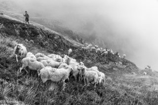 Les moutons de Pierre, éleveur à Lavaldens arrivent sur l'alpage du Grand Serre