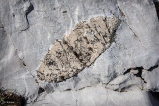 Roche calcaire de l'Obiou 
