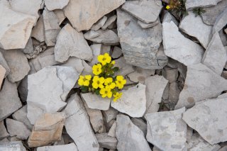 Fleurs qui émergent dans le calcaire sur le sommet du Rougnou. Hautes-Alpes 