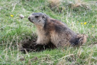 Marmotte à l'entrée de son terrier 