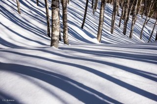 Hauts-plateaux du Vercors. Sous bois d'une Hêtraie en hiver. Isère