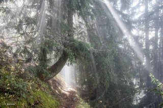 Le sentier montant au Taillefer passe sous un Mélèze traversé par les rayons du soleil. Isère