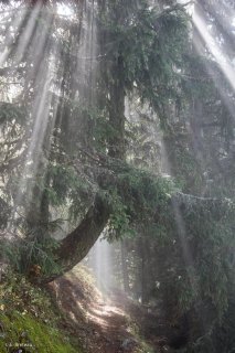 Le sentier du Périmètre montant au Taillefer passe sous un Mélèze traversé par les rayons du soleil. Isère