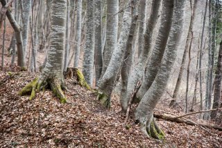 Hêtraie en hiver. Forêt du Trièves, Isère