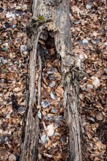 Tronc pourri en décomposition. Forêt du Trièves, Isère