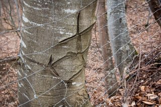 Tronc de Hêtre meurtri par un grillage. Forêt du Trièves, Isère