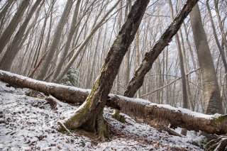 Troncs morts et chablis de Merisier dans une Hêtraie. Forêt du Trièves, Isère