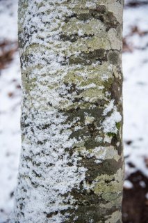 Le vent a plaqué la neige contre un Hêtre. Forêt du Trièves, Isère