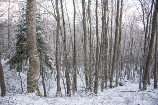 Hêtraie en hiver. Forêt du Trièves, Isère