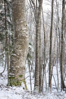 Hêtraie. Forêt dans le Trièves, Isère