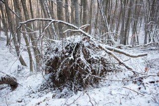 Chablis dans une Hêtraie en hiver. Forêt du Trièves, Isère