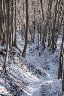 Combe dans une Hêtraie. Forêt du Trièves, Isère