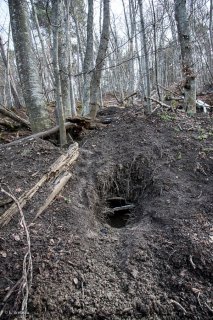 Terrier de Blaireau. Forêt du Trièves, Isère