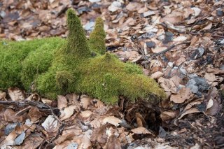 Branche morte recouverte de mousse. Forêt du Trièves. Isère