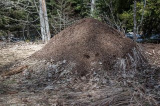 Fourmilière. Forêt du Trièves, Isère