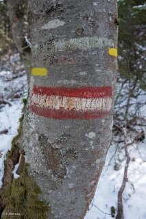 Balisage forestier et de sentier de randonnée sur un Hêtre. Forêt du Trièves