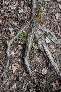 Racine sur un sentier. Forêt du Trièves, Isère