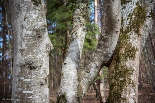 Grand amour jalousé entre un Hêtre et un Frêne. Forêt du Trièves, Isère