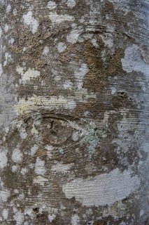 Détail d'un tronc de Hêtre. Forêt du Trièves, Isère