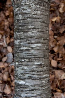 Tronc mort de Merisier. Forêt du Trièves, Isère