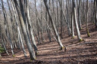 Hêtraie en hiver. Forêt du Trièves, Isère