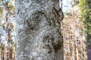 Portrait de Hêtre. Forêt du Trièves, Isère