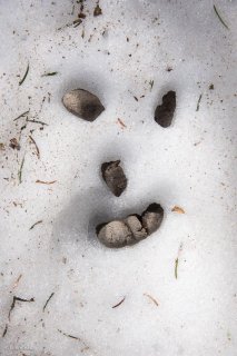 Crotte de Renard. Trièves, Isère