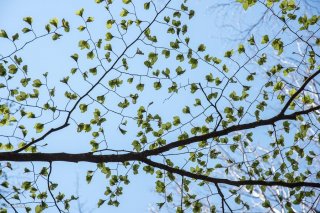 Jeunes feuilles de Hêtre qui débourrent. Forêt du Trièves, Isère