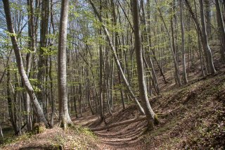 Un sentier traverse une Hêtraie dans le Trièves, au printemps les Hêtres débourrent. Isère