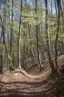 Un sentier traverse une Hêtraie dans le Trièves, au printemps les Hêtres débourrent. Isère