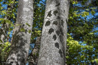 Ombres de feuilles portées sur un tronc de Hêtre. Forêt du Trièves