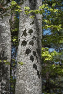 Ombres de feuilles portées sur un tronc de Hêtre. Forêt du Trièves