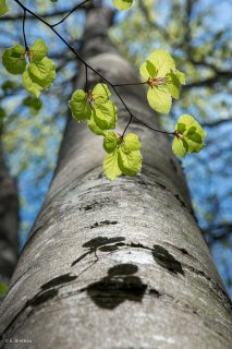 Ombres de feuilles portées sur un tronc de Hêtre. Forêt du Trièves