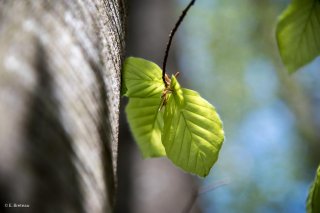 Jeunes feuilles de Hêtre qui débourrent. Forêt du Trièves, Isère