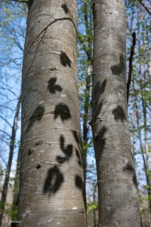 Ombres de feuilles portées sur un tronc de Hêtre. Forêt du Trièves