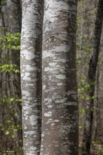 Troncs de Hêtres. Forêt du Trièves, Isère