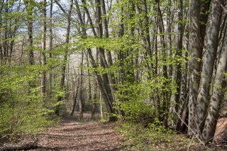 Un sentier traverse une Hêtraie dans le Trièves, au printemps les Hêtres débourrent. Isère