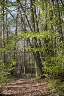 Hêtraie dans le Trièves au printemps, les Hêtres débourrent. Isère