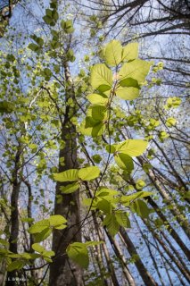 Jeunes feuilles de Hêtre. Forêt du Trièves, Isère