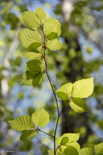 Jeunes feuilles de Hêtre. Forêt du Trièves, Isère