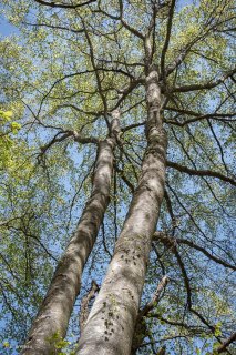 Troncs de Hêtres. Forêt dans le Trièves, Isère