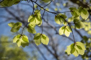 Jeunes feuilles de Hêtre qui débourrent. Forêt du Trièves, Isère