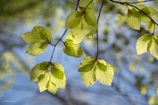 Jeunes feuilles de Hêtre qui débourrent. Forêt du Trièves, Isère