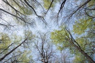 Hêtraie dans le Trièves au printemps, les Hêtres débourrent. Isère