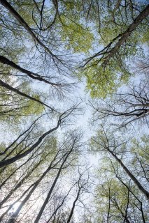 Hêtraie. Forêt dans le Trièves, Isère