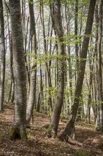 Hêtraie dans le Trièves au printemps, les Hêtres débourrent. Isère