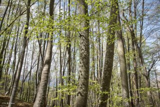 Hêtraie dans le Trièves au printemps, les Hêtres débourrent. Isère