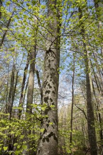 Ombres de feuilles portées sur un tronc de Hêtre. Forêt du Trièves