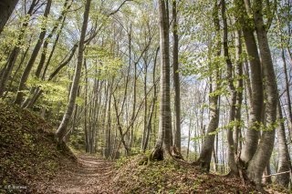 Un sentier traverse une Hêtraie dans le Trièves, au printemps les Hêtres débourrent. Isère