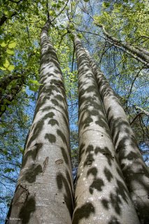 Ombres de feuilles portées sur des troncs de Hêtres. Forêt du Trièves